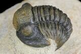 Gerastos Trilobite Fossil - Foum Zguid, Morocco #145737-3